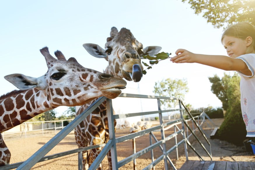 jente mater giraffene i dyrehagen